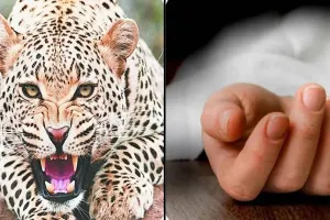 लखीमपुर खीरी : चाची के साथ आ रही बच्ची को उठा ले गया तेंदुआ, मौत