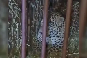 लखीमपुर खीरी : तिकुनिया में तेंदुआ हुआ कैद, ग्रामीणों ने ली राहत