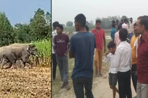 पीलीभीत: जंगली हाथियों के हमले में ग्रामीण घायल, वन विभाग की लेटलतीफी पर आक्रोश