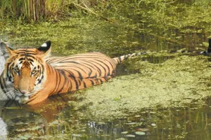 पीलीभीत: एक नवंबर से खुलेगा PTR, चूका बीच हटों की हो गई एडवांस बुकिंग..अंतिम चरण में तैयारियां