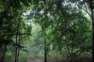 पर्यावरण संरक्षण: बायो डायवर्सिटी पार्क में दिखेंगे प्रकृति के रंग, मुस्कुराएंगे फूल-पत्ते