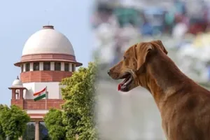 अदालत के आदेश का कोई सम्मान नहीं,  उन्हें आना ही होगा... आवारा कुत्तों के मामले में जानिए किस पर भड़का सुप्रीम कोर्ट?