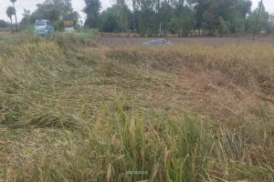 बाराबंकी : तेज हवा संग बेमौसम बारिश से किसानों की मेहनत पर फिरा पानी