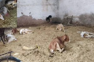 लखीमपुर खीरी: बसारा गौशाला में भूख-प्यास से तड़प रहे गौवंश, वायरल वीडियो ने मचाया हड़कंप