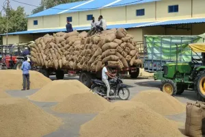 पीलीभीत: मंडी में धान के ढेर में दबी पर्चियां बयां कर रही हकीकत, कुछ किसानों का महज 1200 में बिका धान!