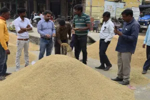पीलीभीत: गुणवत्ता बेहतर या खराब, एमएसपी का नहीं लाभ...1200 और 1400 में भी बिका धान