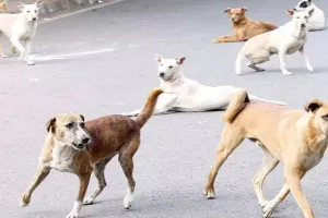 UP: कुत्तों का आतंक बरकरार...बच्चे समेत पांच लोगों को किया घायल