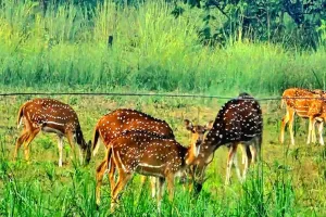 UP: किशनपुर सेंचुरी में निशुल्क रहेगी पहली जंगल सफारी, 1 नवंबर से शुरू होगा पर्यटन सत्र