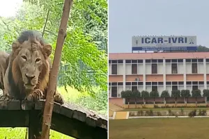 Bareilly : गोरखपुर में मरे शेर की मौत का रहस्य खोलेगा आईवीआरआई