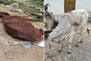 Pilibhit :छुट्टा गोवंश अचानक हुए बीमार...लंपी वायरस का मचा शोर तो सीवीओ का इनकार 