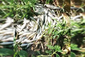 Bareilly : मिठाई फैक्ट्री के केमिकल युक्त पानी से मरी मछलियां