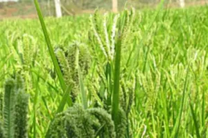 प्रतापगढ़ में लगेगा दो दिवसीय मेंस्तरीय मिलेट्स महोत्सव, तैयारिया पूरी