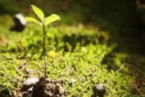 महाराष्ट्र और उत्तर प्रदेश को केंद्र ने दिए 1.36 करोड़, जैव विविधता संरक्षण के लिए जारी हुई राशि