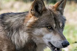 Bahraich News: भेड़िये ने किया तीन को घायल, मेडिकल कॉलेज में भर्ती  