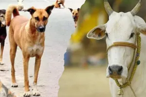 बेजुबानों की ''जान'' से चल रहा ''उनकी मदद'' का धंधा, क्षेत्रों में बना रखे वालंटियर... NGO से लेते कमीशन, जानें जमीनी हकीकत