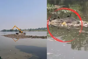 छठ पूजा से पहले ऐसी लापरवाही... गोमती से निकालकर गोमती में ही सिल्ट डाल रही है जेसीबी, नदी में उतरा रही है मरी हुई भैंस