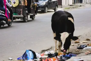 Moradabad: सड़कों पर आवारा पशुओं का कब्जा बरकरार, निगम के अफसर खतरे से बने अंजान