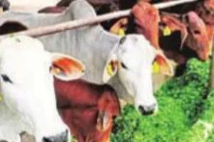 Cow Tourism:  प्रदेश में काऊ टूरिज्म की संभावनाओं पर फोकस, सभी 75 जिलों में आदर्श गोशाला होगी स्थापित 