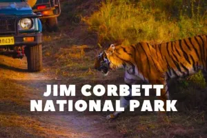 पर्यटकों की पहली पसंद कॉर्बेट नेशनल पार्क...  खतरनाक स्तर पर महानगरों का AQI, प्रकृति में पहुंच रहे भारी संख्या में लोग 