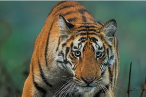 चलती मोटरसाइकिल पर बाघ का हमला: बुजुर्ग महिला, पोती और बैंक कर्मचारी गंभीर रूप से घायल, CHC में चल रहा इलाज 