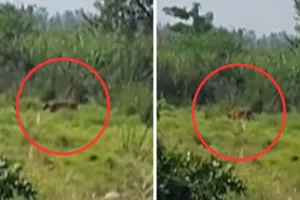 बहराइच में जंगली जानवरों का आतंक, बाघ ने महिला को किया घायल...तो सियार के हमले में पांच ग्रामीण जख़्मी