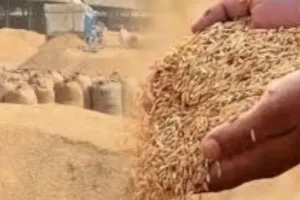 MSP पर खरीदारी के लिए 1.37 लाख किसानों ने कराया पंजीकरण, धान की बिक्री के लिए तैयार है सरकार  