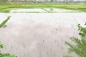 चंदौली में धान के खेत में डूबने से सगे भाई-बहन की मौत, घर जाते वक्त मेड़ से पैर फिसलने से हुआ हादसा 