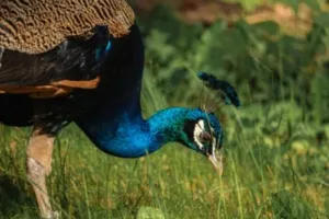 बाराबंकी में राष्ट्रीय पक्षी मोर का शिकार:  पकड़ा गया आरोपी, जाल में फसें घायल मोर का इलाज कर रही डॉक्टरों की टीम  