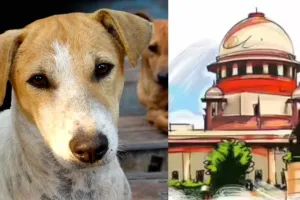 आवारा कुत्तों के मामले में सुप्रीम कोर्ट ने लगाई फटकार सभी राज्यों, केंद्र शासित प्रदेशों के मुख्य सचिवों को पेश होने का निर्देश  
