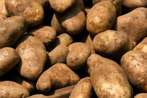 किसानों के हित में राज्य सरकार का निर्णय,आलू बीज के विक्रय दर पर 800 रु. प्रति कुंतल की छूट