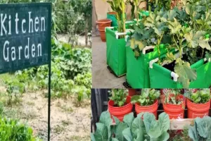 यूपी के स्कूलों में अब न्यूट्रीशन गार्डन..किचन गार्डन का सपना टला, बेसिक शिक्षा ने दिए निर्देश, 11.57 लाख का बजट स्वीकृत