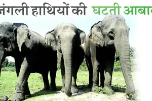 जंगली हाथियों की घटती आबादी पर हो विमर्श