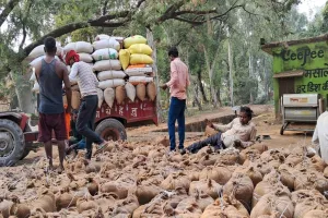 बाराबंकी : धान की खरीद थमी, किसान परेशान