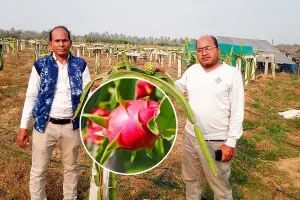 ‘ड्रैगन फ्रूट’ के उत्पादन से निकले बरेली के किसानों के लिए नये रास्ते