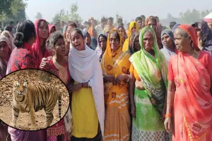 Pilibhit :  बाघ हमले में मरने वालों की संख्या हुई 60, अव्यवस्था और लापरवाही जिम्मेदार