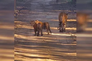 PTR: सैलानियों को बाघिन संग दो शावकों के हुए दीदार
