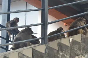 Bareilly: उत्पात पर लगेगी लगाम, जंगलों में छोड़े जाएंगे 10 हजार बंदर