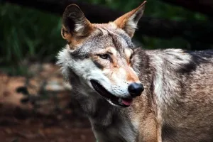 बहराइच : दो वर्षीय बच्ची को दबोच ले गया भेड़िया, गांव में मचा हड़कंप 