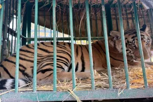 बहराइच : वन विभाग के पिंजरे में कैद हुआ बाघ, इलाके में मचा रखा था आंतक