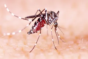 Bareilly: वायरल बुखार की मार के साथ डेंगू ने भी पकड़ी रफ्तार