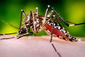 Moradabad : बदलते मौसम में डेंगू और चिकनगुनिया से रहें सावधान