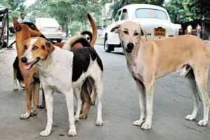 UP: आवारा कुत्तों ने 5 साल की बच्ची पर हमला बोलकर किया घायल