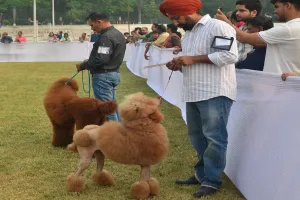 डॉग शो :बिना एनओसी अंतर्राष्ट्रीय डॉग शो पर नगर निगम अधिकारियों ने दी चेतावनी