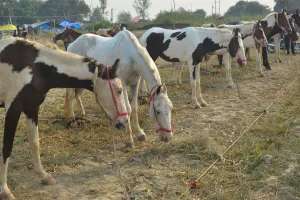 Bareilly: आज होगा चौबारी मेले का उद्घाटन...नखासा में अवलक, पच कल्यान, सिंधी घोड़ों की धूम