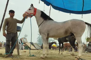 चौबारी मेला : नखासा में पहली बार पहुंचा नील, कद-काठी के मुरीद हुए लोग