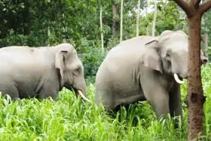 Pilibhit : बाइफरकेशन मार्ग पर जंगली हाथियों की चहलकदी से राहगीरों के छूटे पसीने...ठप हो गया आवागमन