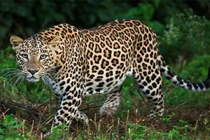 Rampur:  मसवासी में तेंदुए ने दो गोवंशीय पशुओं को बनाया निवाला, ग्रामीणों ने दहशत का माहौल       