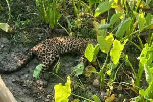 Pilibhit: तो फिर तेंदुए की मौत के पीछे शिकार...एक पंजा मिला गायब