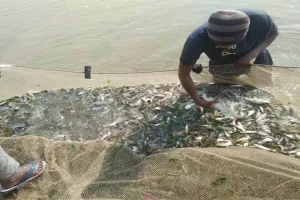 Bareilly :अब रामगंगा में नियम से ही मछली पकड़ सकेंगे मछुआरे