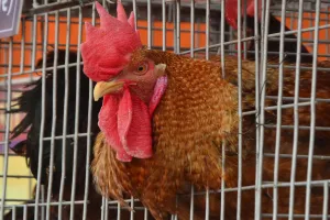 Bareilly: कुक्कुट मेले में छाई अमेरिकन आरआईआर प्रजाति...मांस और अंडा उत्पादन का बेहतर विकल्प